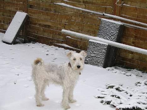 Ruhåret foxterrier Pjevs - wEEE sne billede 6