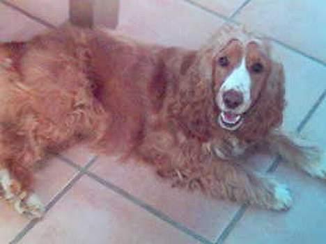 Cocker spaniel Harley - Dæk! billede 4