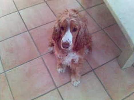 Cocker spaniel Harley - Sit! (Kææft jeg er lydig :D) billede 5