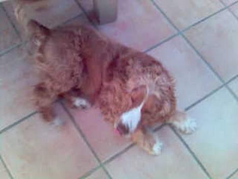 Cocker spaniel Harley - :D billede 6