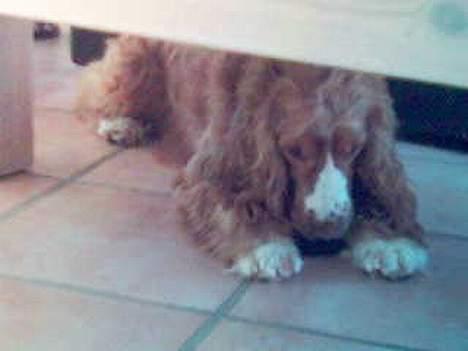 Cocker spaniel Harley - Hmm! Så tager jeg da bare et kødben med ind under bordet :) Der kan mette ikke drille mig! billede 7