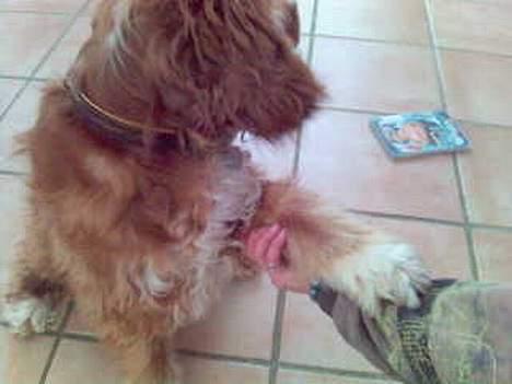 Cocker spaniel Harley - ´Gi pote´ :D billede 8