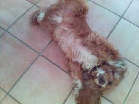 Cocker spaniel Harley - ´Rul rundt´ FloooT billede 9