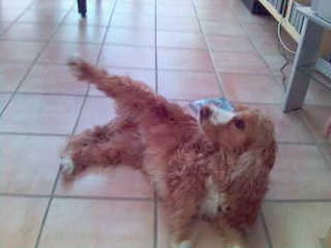 Cocker spaniel Harley - Hov hvad sker der lige for dit ben der?? :P billede 10