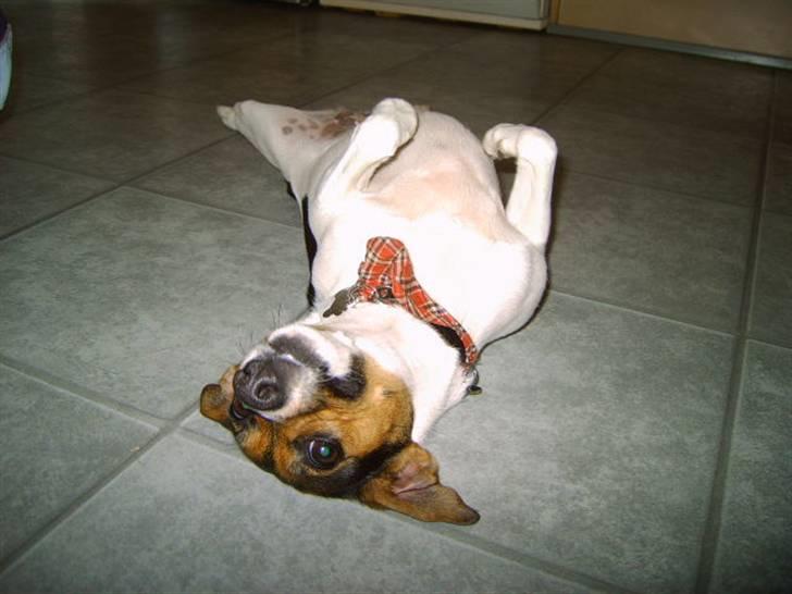 Dansk svensk gaardhund Bonnie<3.. - jahhh... billede 8