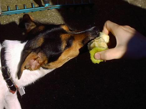 Dansk svensk gaardhund Bonnie<3.. - tygge i æble billede 4