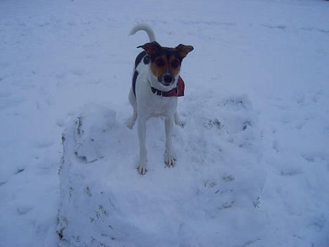 Dansk svensk gaardhund Bonnie<3.. - bonnie i sne billede 6
