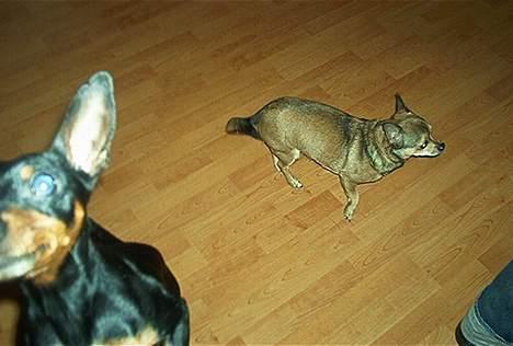 Dvaergpinscher Pax - Petro er lige bagved. billede 7