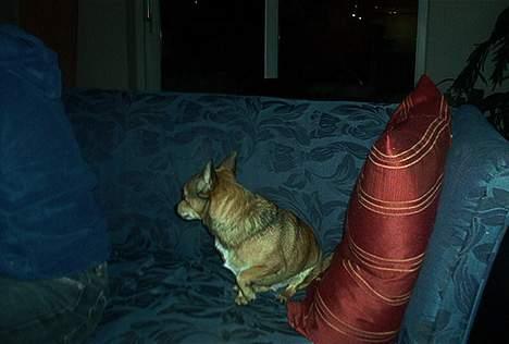 Dvaergpinscher Pax - Jeg gider ikke og fotograferes billede 8