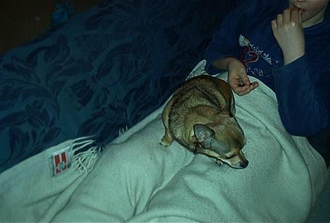 Dvaergpinscher Pax billede 9