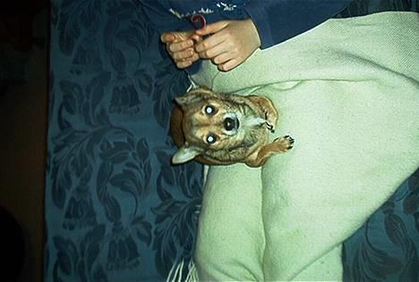 Dvaergpinscher Pax billede 10