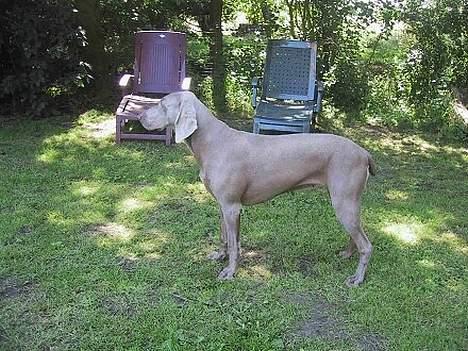 Weimaraner HOT SHOOT´S CHAOS HD-A - Hmmm, mon katten er stadigvæk er i haven?? billede 2