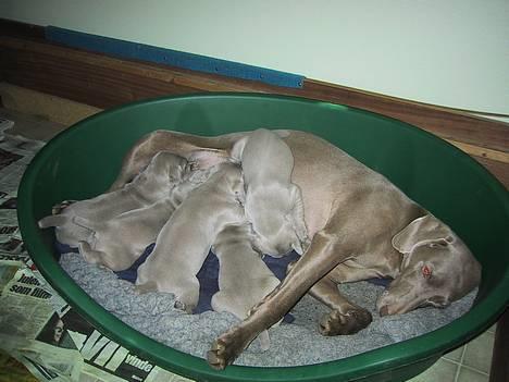 Weimaraner HOT SHOOT´S CHAOS HD-A - Hygge i kassen.........:o) billede 4