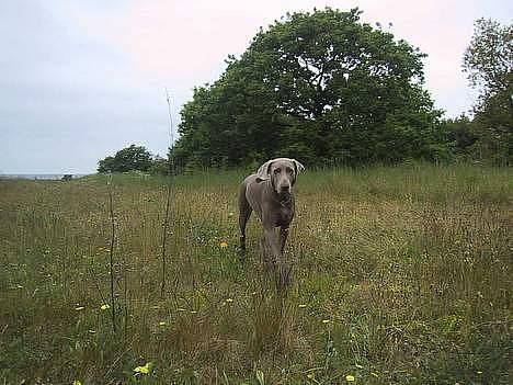 Weimaraner HOT SHOOT´S CHAOS HD-A - Ja ja, kommer nu, ik........... billede 5