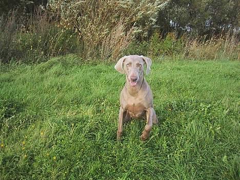 Weimaraner HOT SHOOT´S CHAOS HD-A - Sagde du hop? :o) billede 6