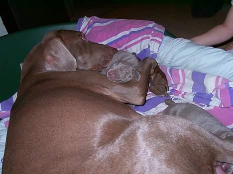 Weimaraner HOT SHOOT´S CHAOS HD-A - 1 uge efter fødslen billede 7