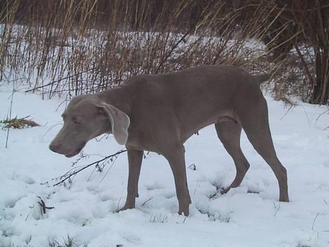 Weimaraner HOT SHOOT´S CHAOS HD-A - Fedt at være ude i sneen billede 8