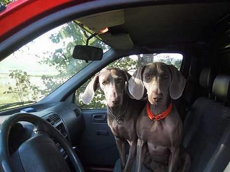 Weimaraner HOT SHOOT´S CHAOS HD-A - Chaos til venstre og datter Ditto th............. billede 9