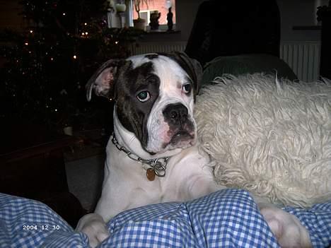 Amerikansk bulldog Bufas - ÅÅÅHHHHH mor må jeg ikke godt komme op i sofaen!!!!! billede 1