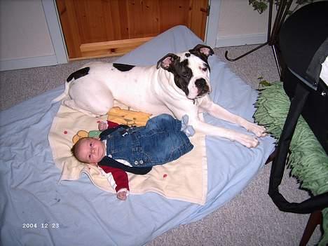 Amerikansk bulldog Bufas - Se jeg passer godt på den yngste i familien... billede 2