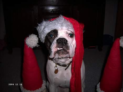 Amerikansk bulldog Bufas - Ja så skal man klædes ud for at glæde sin familie... glædelig jul billede 3