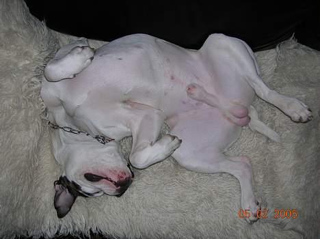 Amerikansk bulldog Bufas - HeHe så fik jeg min plads i sofaen og så skal der sgu soves igennem.. billede 4