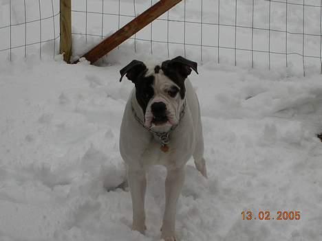 Amerikansk bulldog Bufas - HMMM lidt koldt det hvide noget men total sjovt at lege i... billede 5