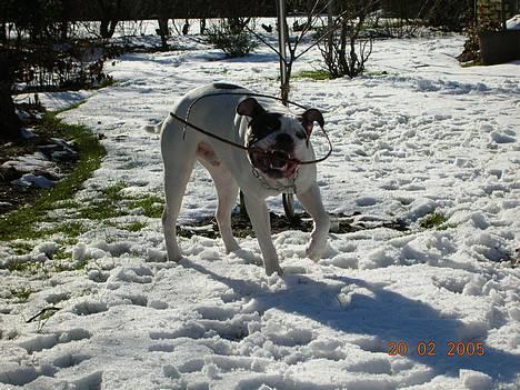 Amerikansk bulldog Bufas - Se mine fine bisser..NUL HULLER.. billede 6