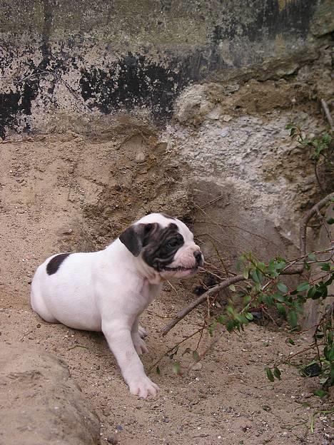 Amerikansk bulldog Bufas - Det første billede min mor så af mig og SÅ var hun bare solgt (g det blev jeg også hihi) billede 7