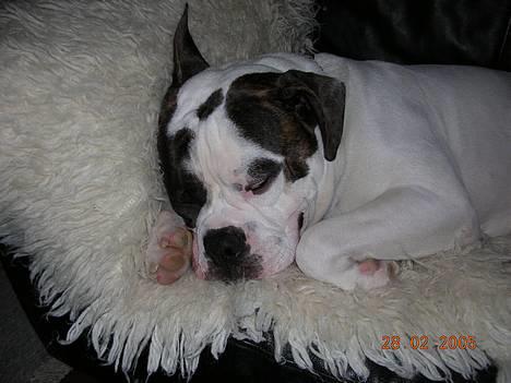 Amerikansk bulldog Bufas - Træt efter en tomletur billede 8