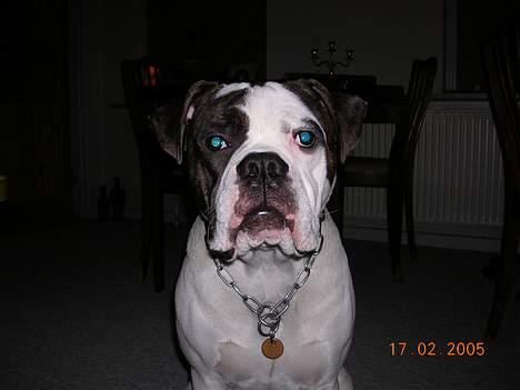 Amerikansk bulldog Bufas - ...total top hunde model.. billede 9