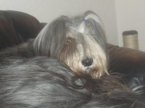 Bearded collie Jason billede 1