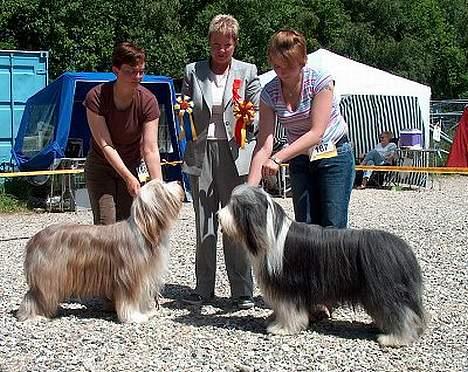 Bearded collie Jason - BIR i Roskilde 2004 billede 2