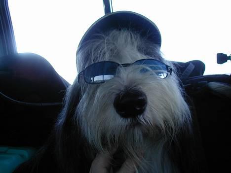 Bearded collie Jason billede 3