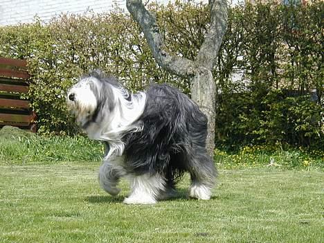 Bearded collie Jason billede 4