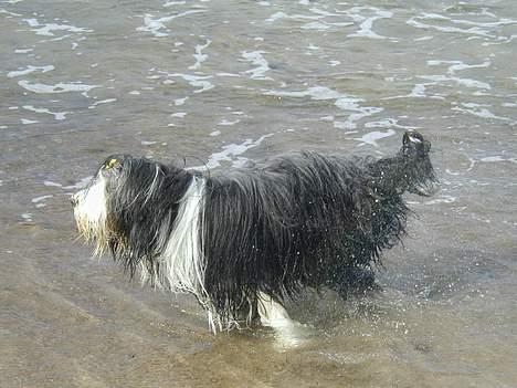 Bearded collie Jason billede 5