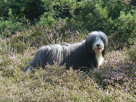 Bearded collie Jason billede 6