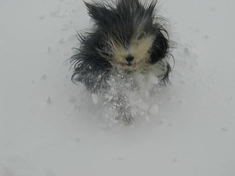 Bearded collie Jason billede 7