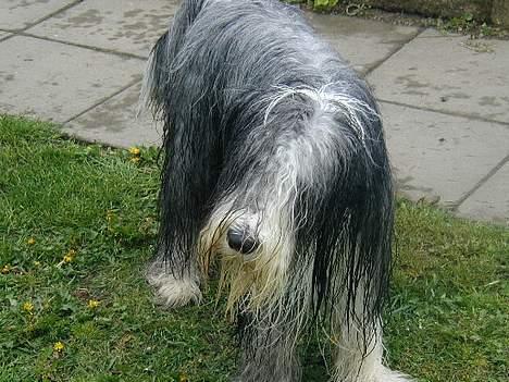 Bearded collie Jason billede 8