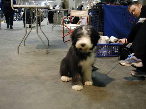 Bearded collie Jason billede 9