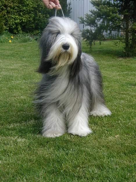 Bearded collie Jason billede 10