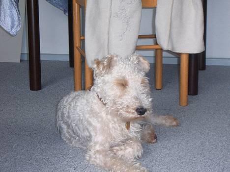 Ruhåret foxterrier Pjevs - jeg elsker bare når solen skinner billede 7