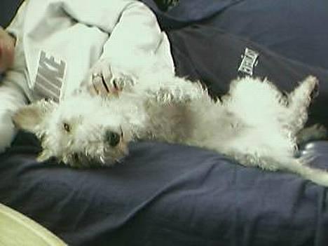 Ruhåret foxterrier Pjevs - ihh elsker at blive nullert billede 8