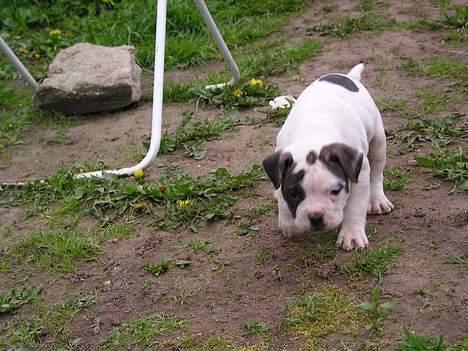 Amerikansk bulldog Bufas - Også et af de første billeder hvor jeg er ca 5 uger gammel og ude at undersøge verden billede 10
