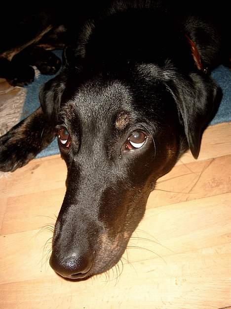 Blanding af racer Rollo (død) - uskyldigheden selv billede 4