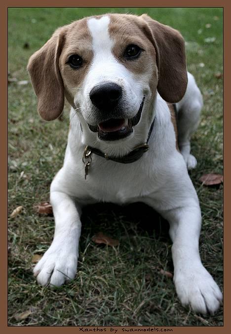 Blanding af racer Xanthos - Billedet er taget af May-Britt fra Swanmodels. billede 1