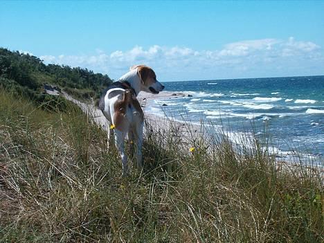 Blanding af racer Xanthos - Xanthos spejder ud over de bornholmske strande. Uge 31. 2005 billede 2