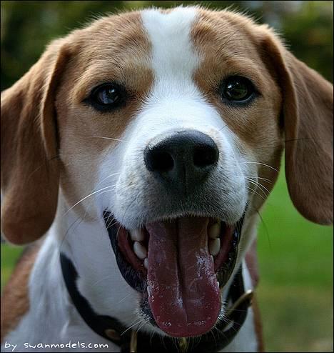 Blanding af racer Xanthos - Gaaaaab.....Det er hård at være model :o) billede 3