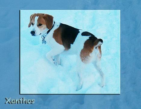 Blanding af racer Xanthos - Xanthos elsker sne. billede 4