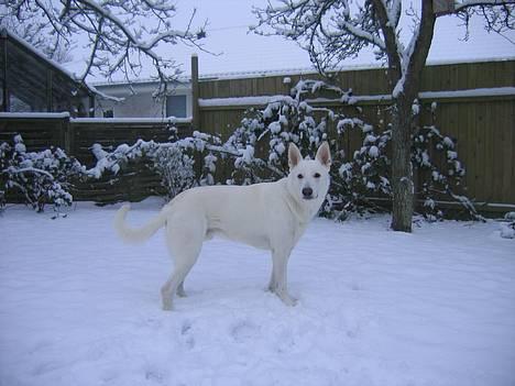 Hvid Schweizisk Hyrdehund Ursus - Hej mor billede 1